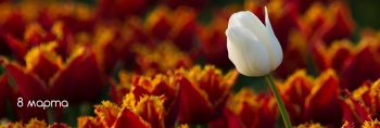 Поздравляем с 8 марта!